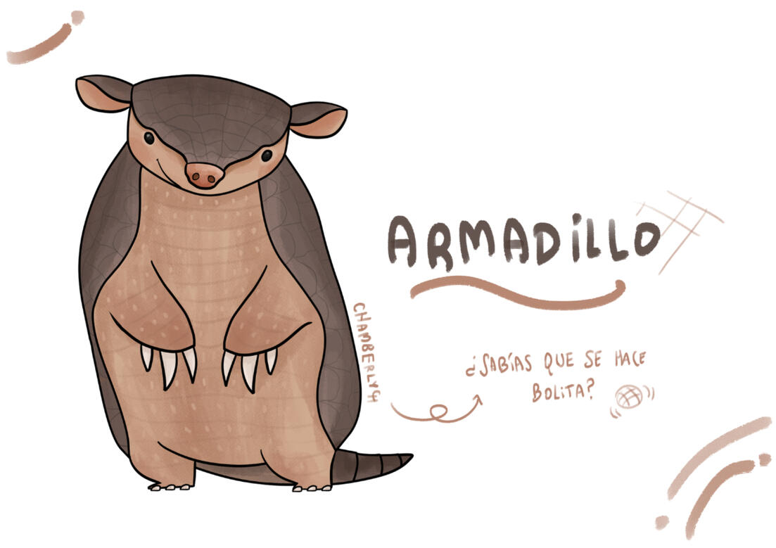 Chamberly_ Armadillo Ficha