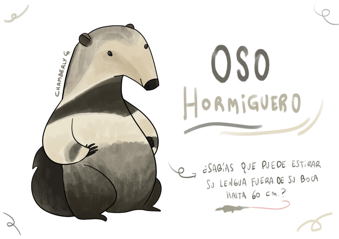 Chamberly_ Oso Hormiguero Ficha